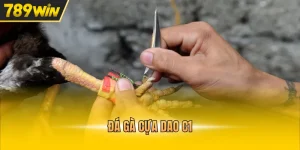 đá gà cựa dao c1