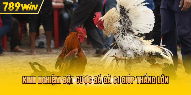 Kinh nghiệm đặt cược đá gà C1 giúp thắng lớn