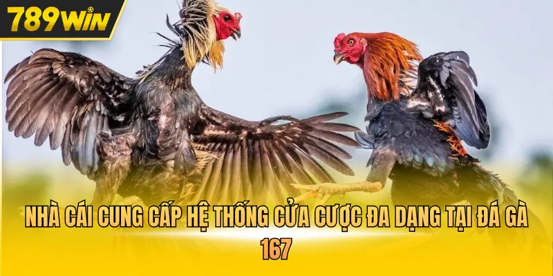 Nhà cái cung cấp hệ thống cửa cược đa dạng tại đá gà 167