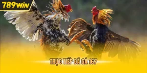trực tiếp đá gà 167