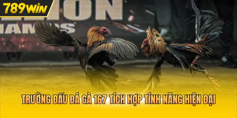 Trường đấu đá gà 167 tích hợp tính năng hiện đại